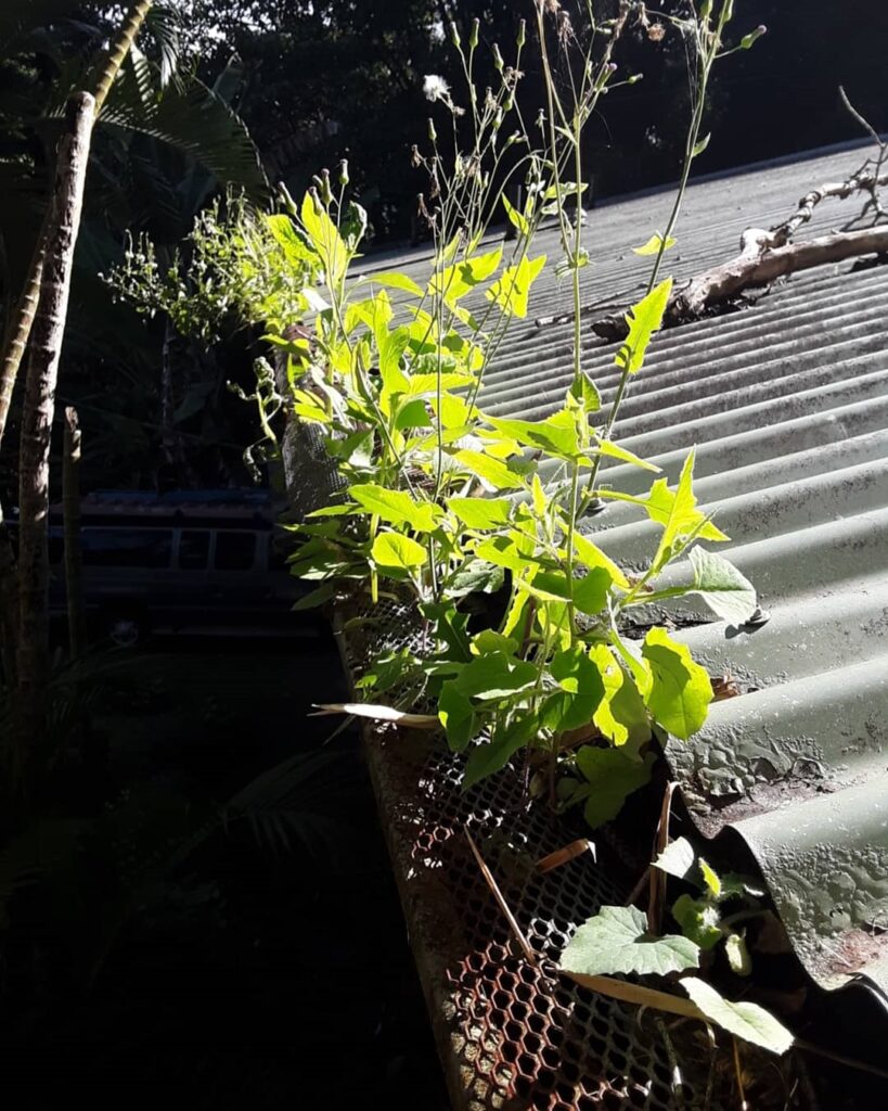 plants gutters Kauai